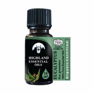 Eucalyptus (Eucalyptus globulis)