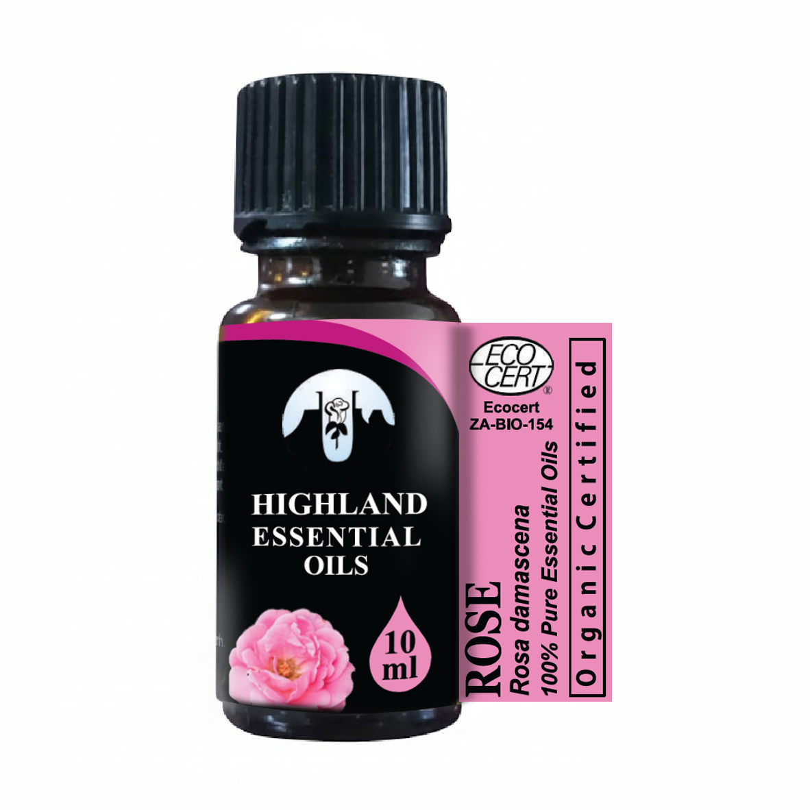 Rose (Rosa damascena)