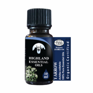 yarrow-achillea-millefolia