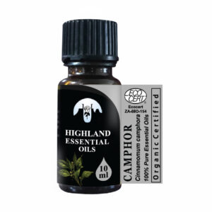 Camphor White (Cinnammomum camphora)